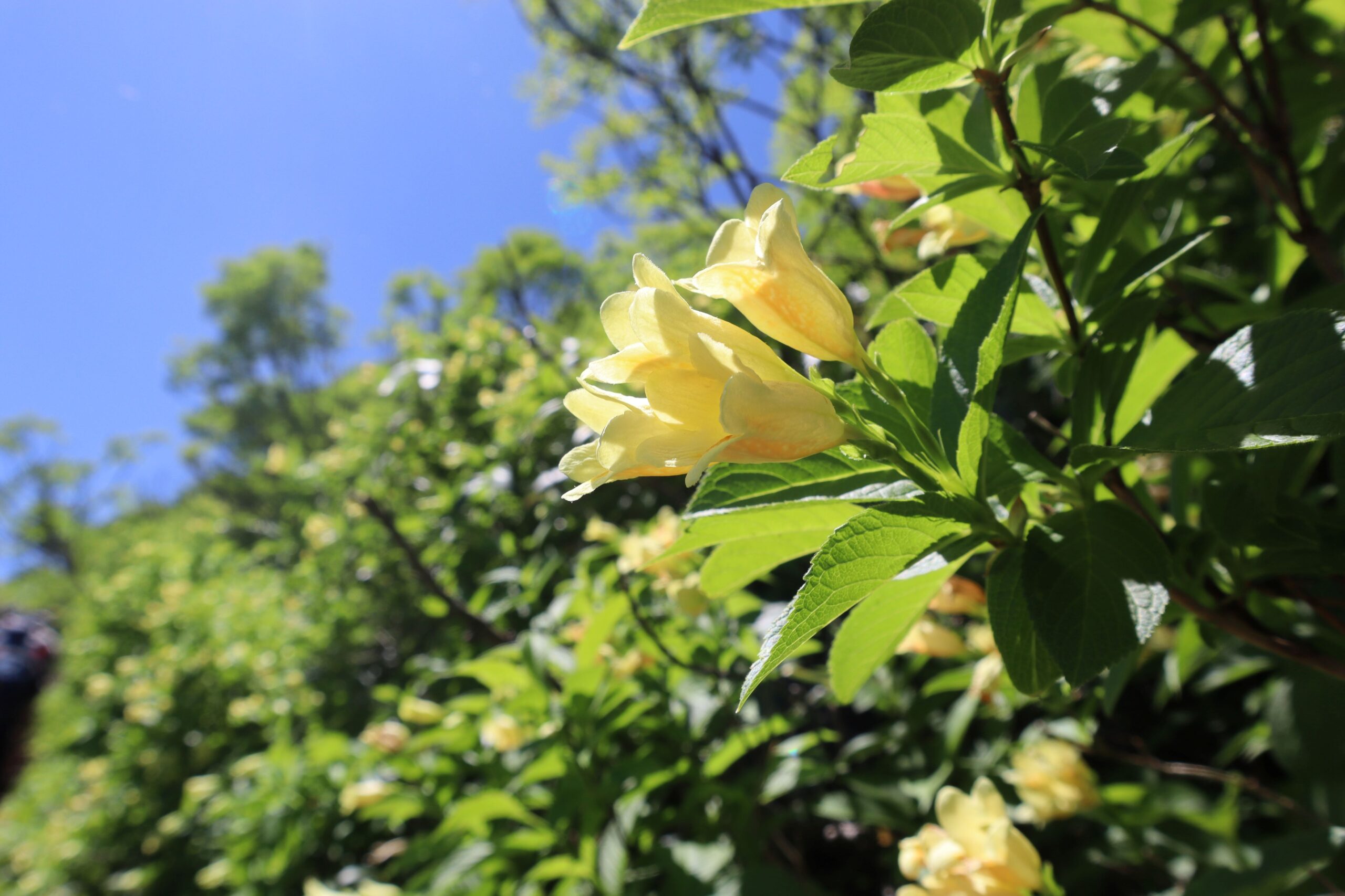 【大雪山‐黒岳】黒岳山頂登山ツアー