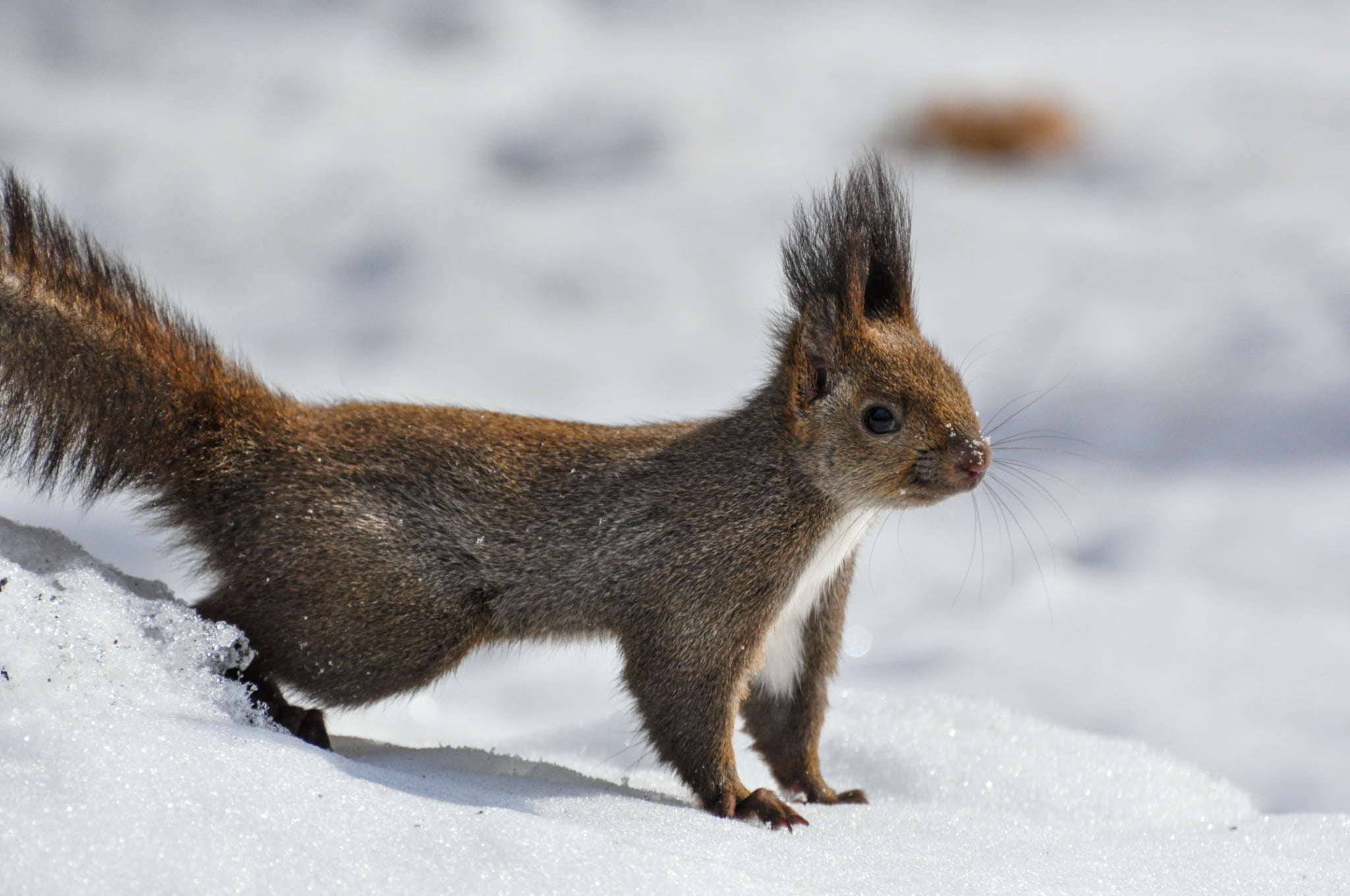 【旭川駅周辺・スノーシュー】朝活にもおすすめ！スノーシューお散歩ツアー