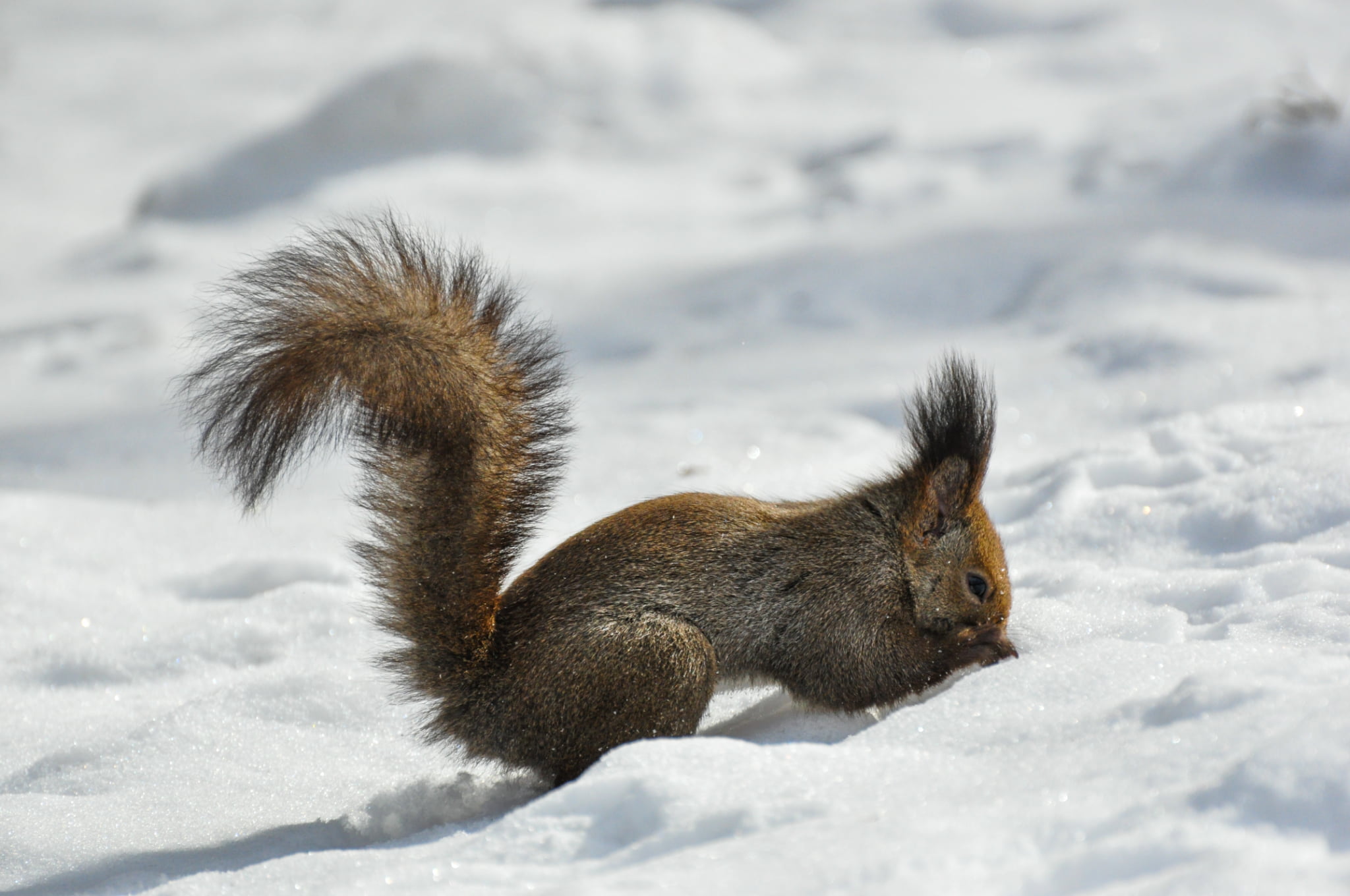 【旭川駅周辺・スノーシュー】朝活にもおすすめ！スノーシューお散歩ツアー