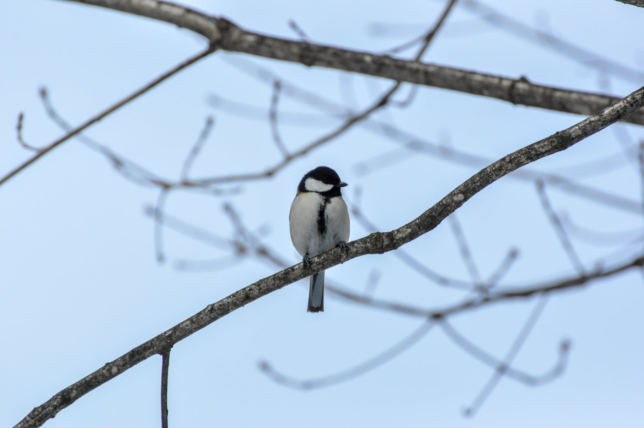 【旭川駅周辺・スノーシュー】朝活にもおすすめ！スノーシューお散歩ツアー