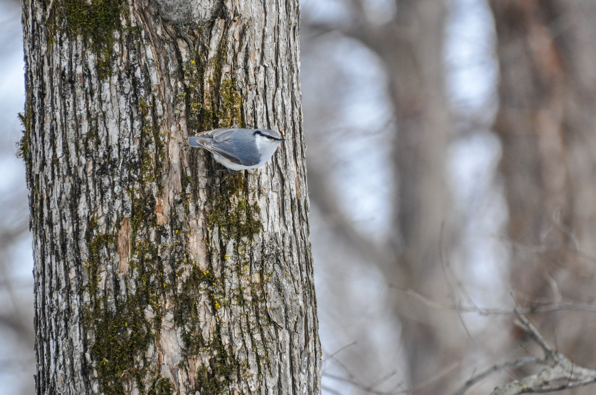 【旭川駅周辺・スノーシュー】朝活にもおすすめ！スノーシューお散歩ツアー