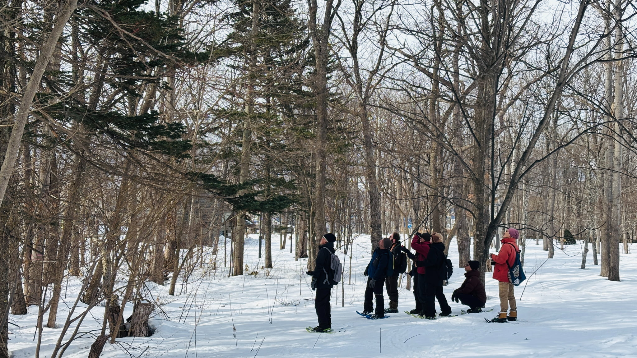 【旭川駅周辺・スノーシュー】朝活にもおすすめ！スノーシューお散歩ツアー