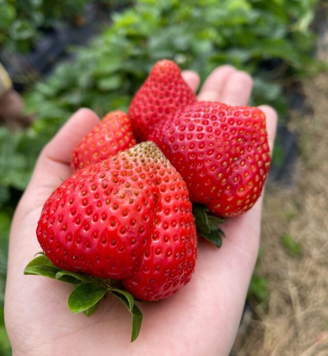 【Asahikawa Cycling】Strawberry Picking & Garden Cycling Tour