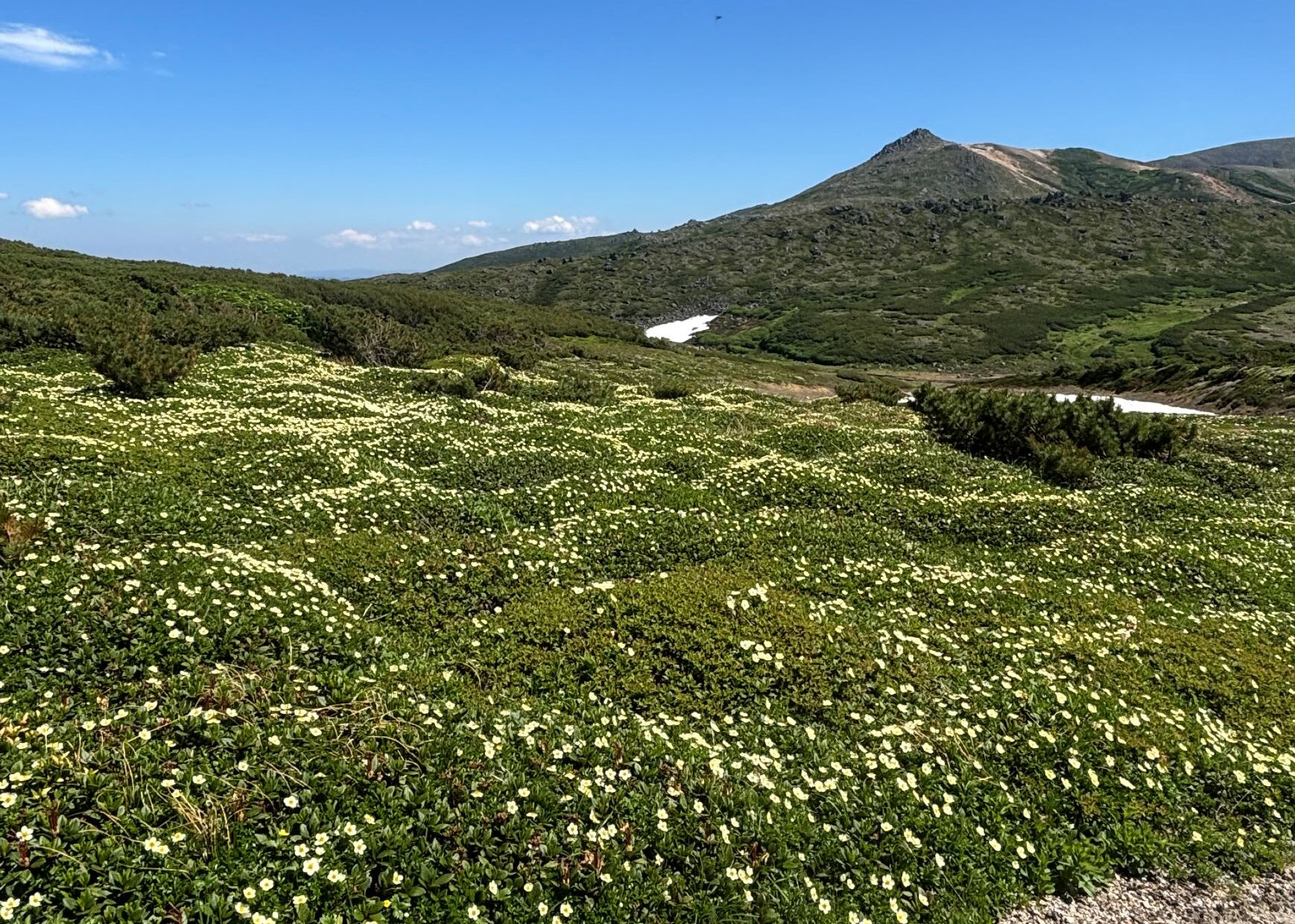 【Daisetsuzan – Asahidake】Mt.Asahidake Susoaidaira Plateau Hiking Guided tour
