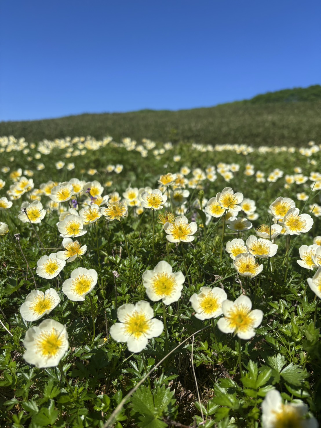 【Daisetsuzan – Asahidake】Mt.Asahidake Susoaidaira Plateau Hiking Guided tour
