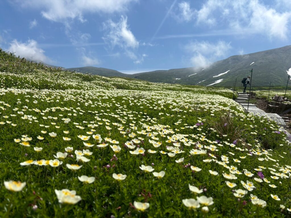 【Daisetsuzan – Asahidake】Mt.Asahidake Susoaidaira Plateau Hiking Guided tour