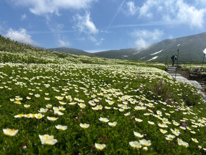 【Daisetsuzan – Asahidake】Mt.Asahidake Susoaidaira Plateau Hiking Guided tour