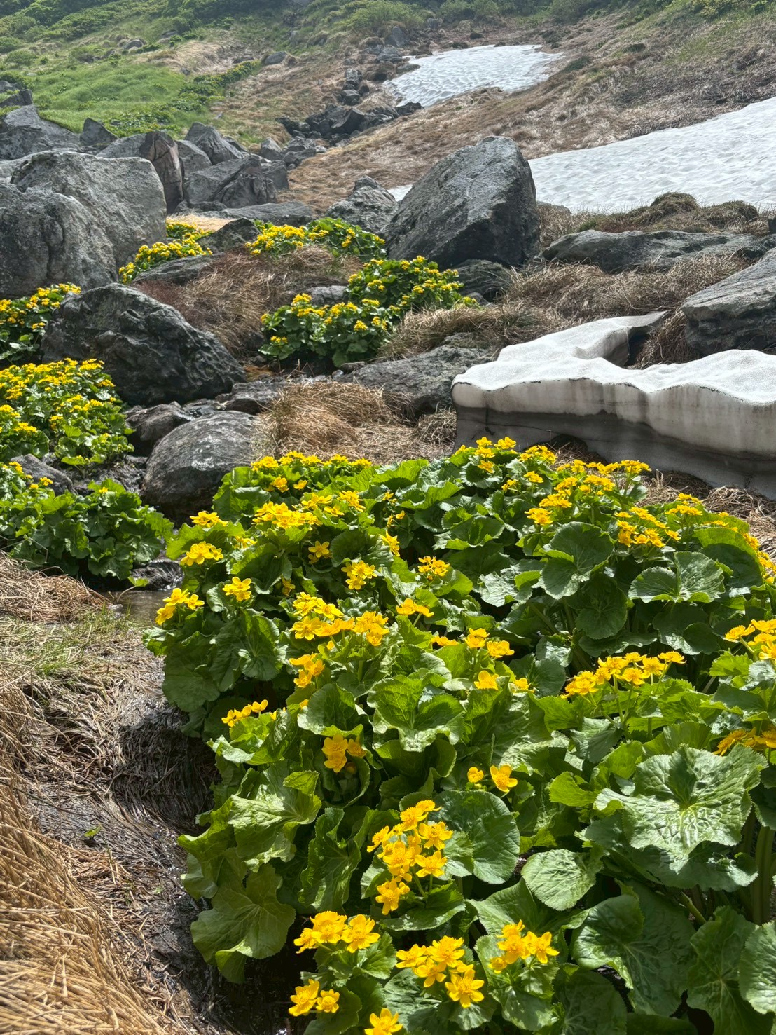 【Daisetsuzan – Asahidake】Mt.Asahidake Susoaidaira Plateau Hiking Guided tour
