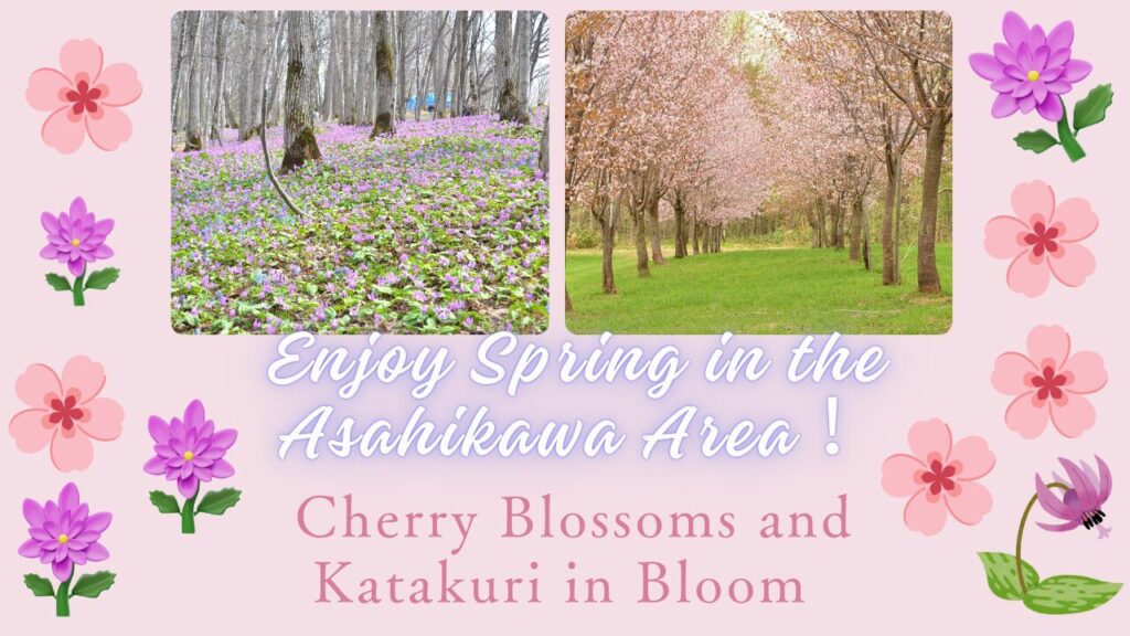 Enjoy spring! “Sakura” and “Katakuri” meet in the suburbs of Asahikawa