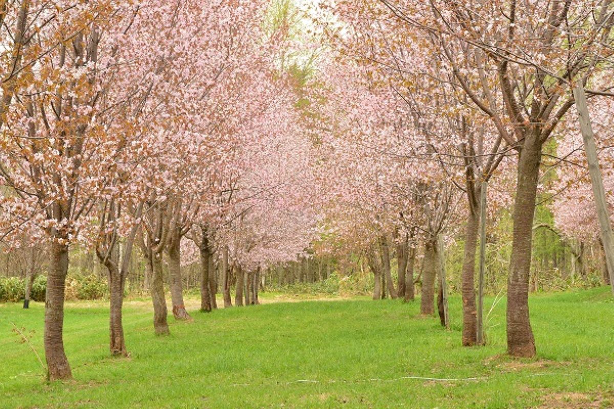 パレットヒルズ