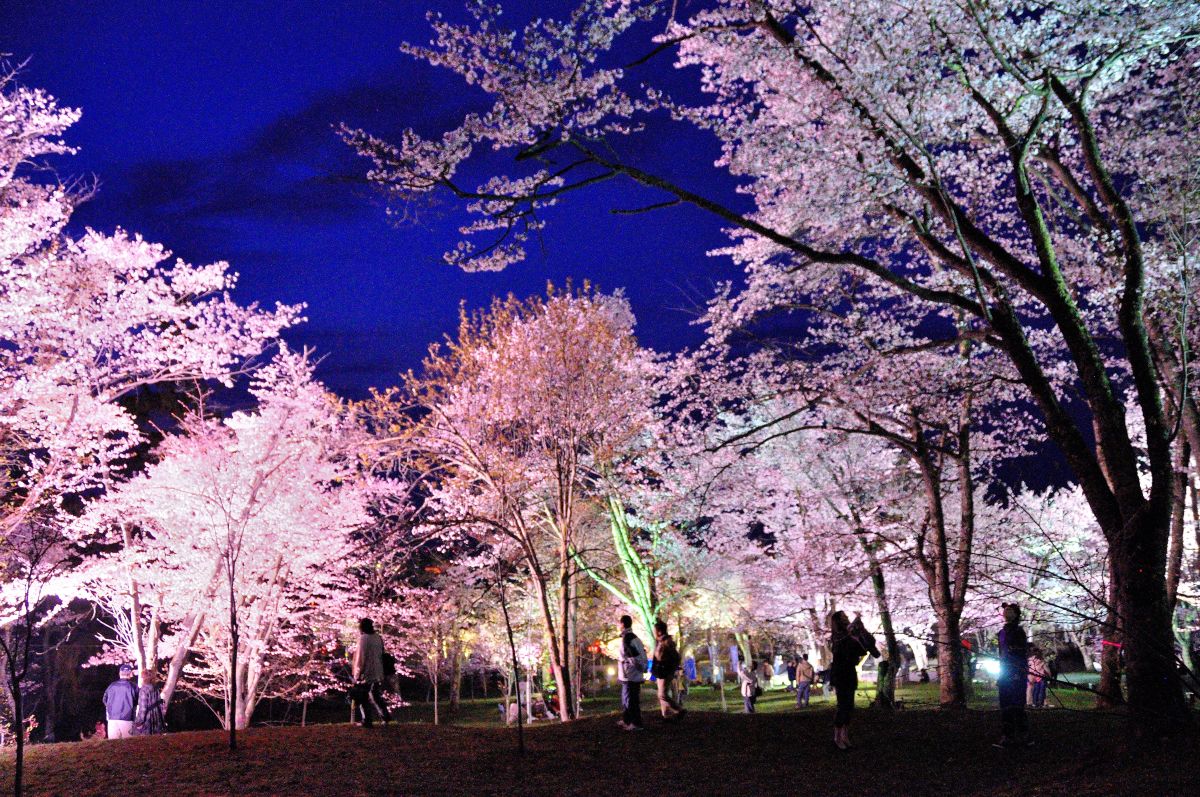 旭山公園夜桜