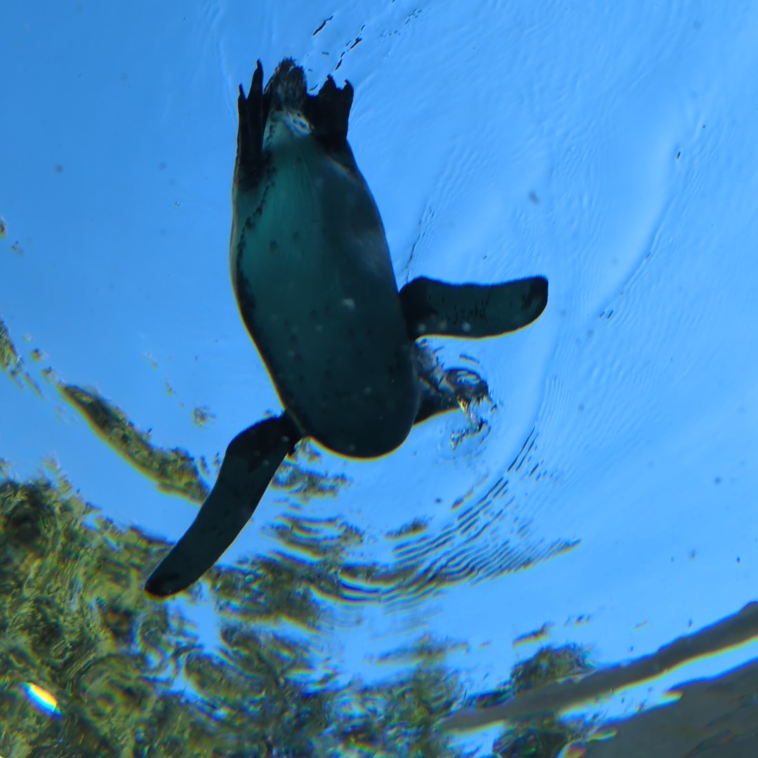 旭山動物園